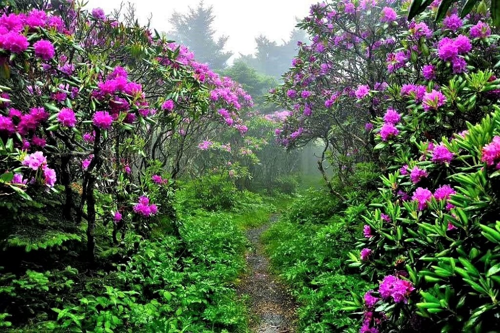 Rodongla Trek-  rhododendrons forest